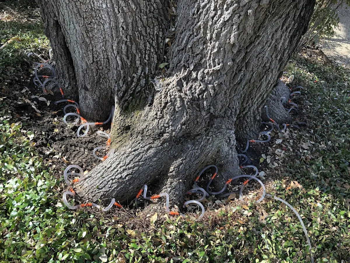 Detailed Shrub and Hedge Trimming job site in Mabelvale