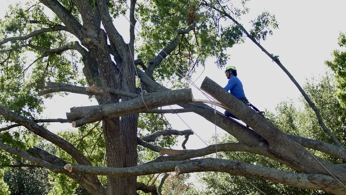 Professional Crown Thinning performed by certified arborists in Mabelvale